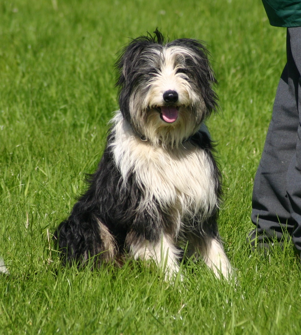 Raving Spirit - Bearded Collies - Wege der Bearded Collies